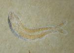 Leptolepides sprattiformis (BLAINVILLE 1818) - Bild &copy; FossNet FossilienStore